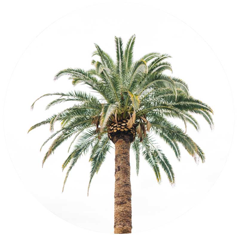 Best Palm Tree Service Salinas