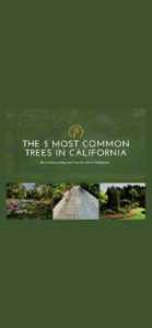 5 Most Common Trees in California