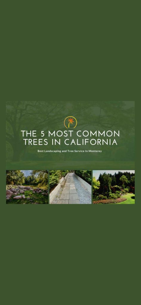 5 most common trees california