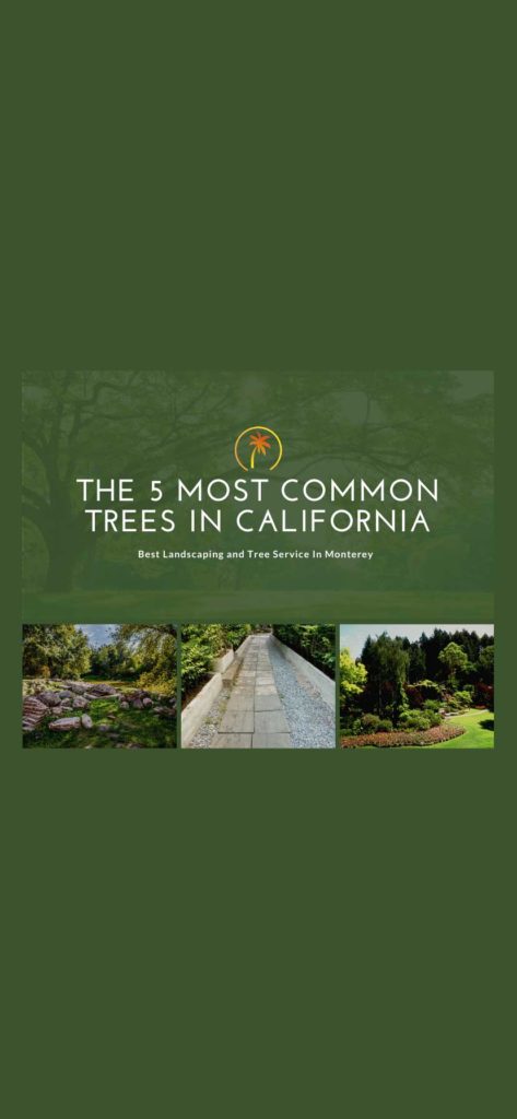 5 most common trees california