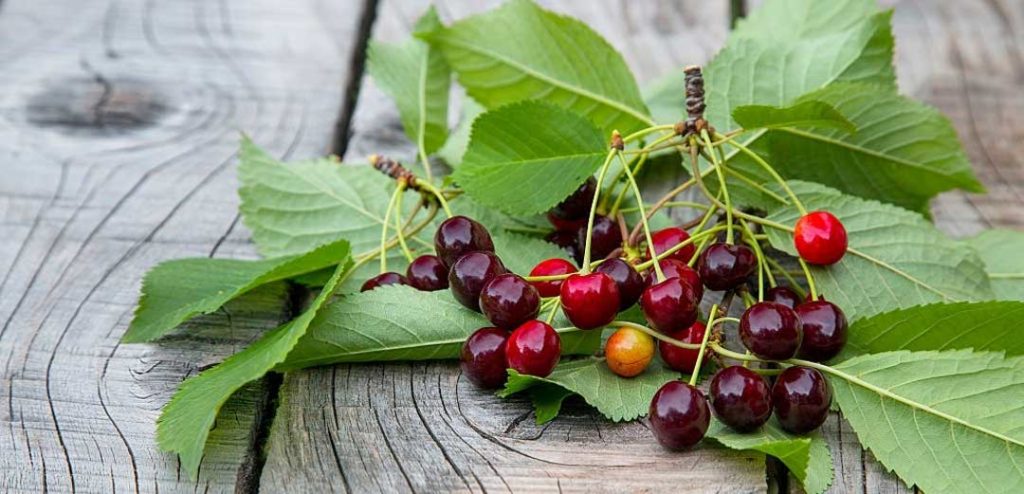 catalilna cherry tree california