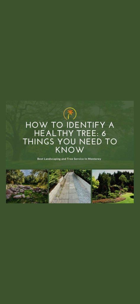 how to identify a healthy tree pacific landscaping
