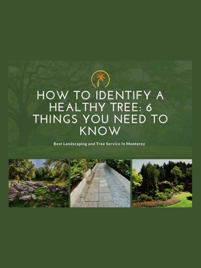 How to Identify a Healthy Tree