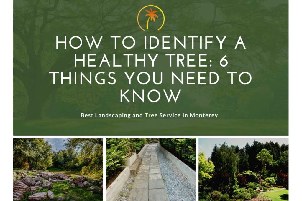 how to identify healthy tree
