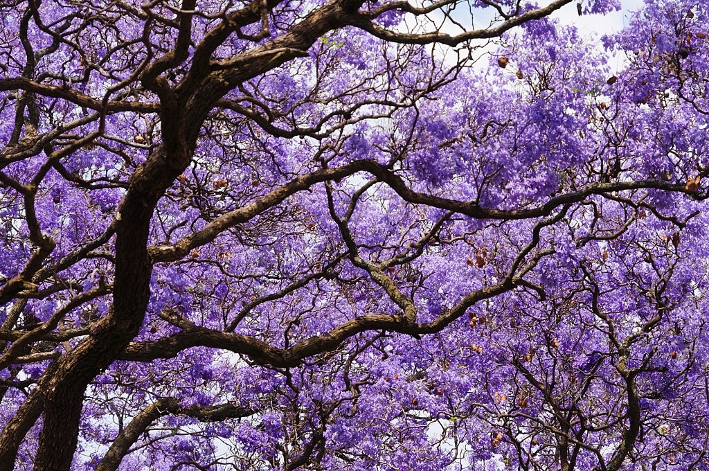 jacaranda tree maintenance california