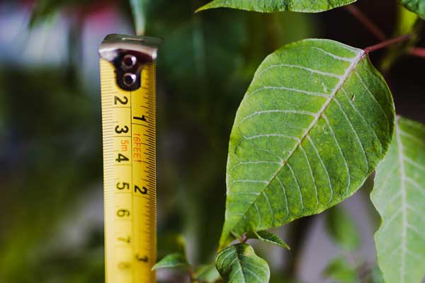 measure tree growth california