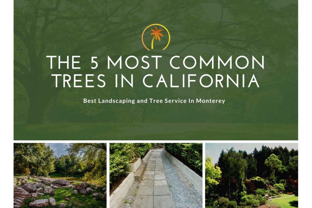 most common trees california