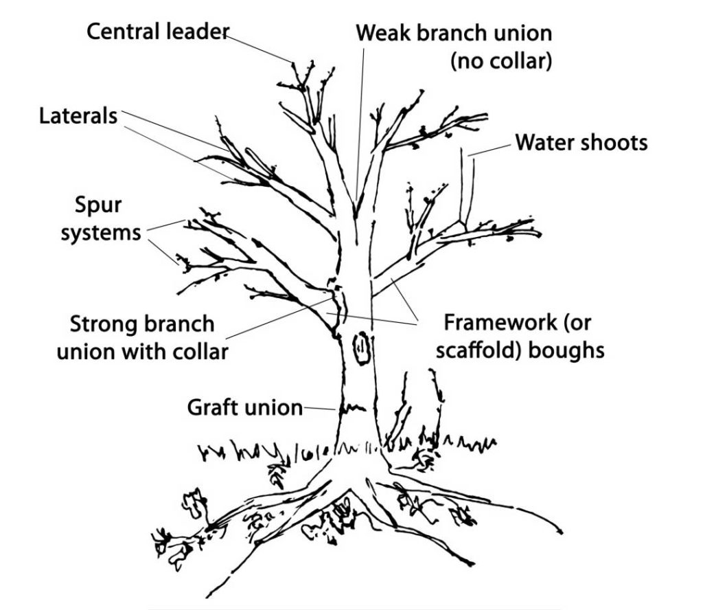 parts of a tree