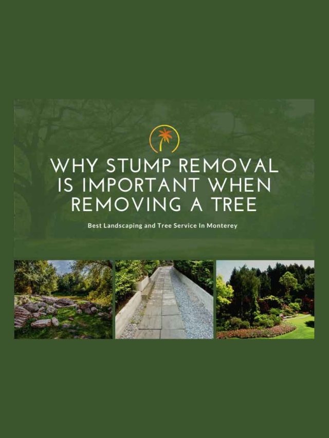 Why Stump Removal Is Important When Removing a Tree