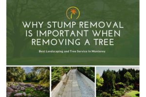 stump removal important planting tree