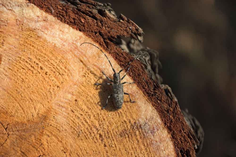 tree stump insect california