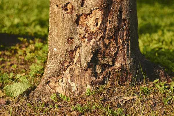 tree trunk damage insect california