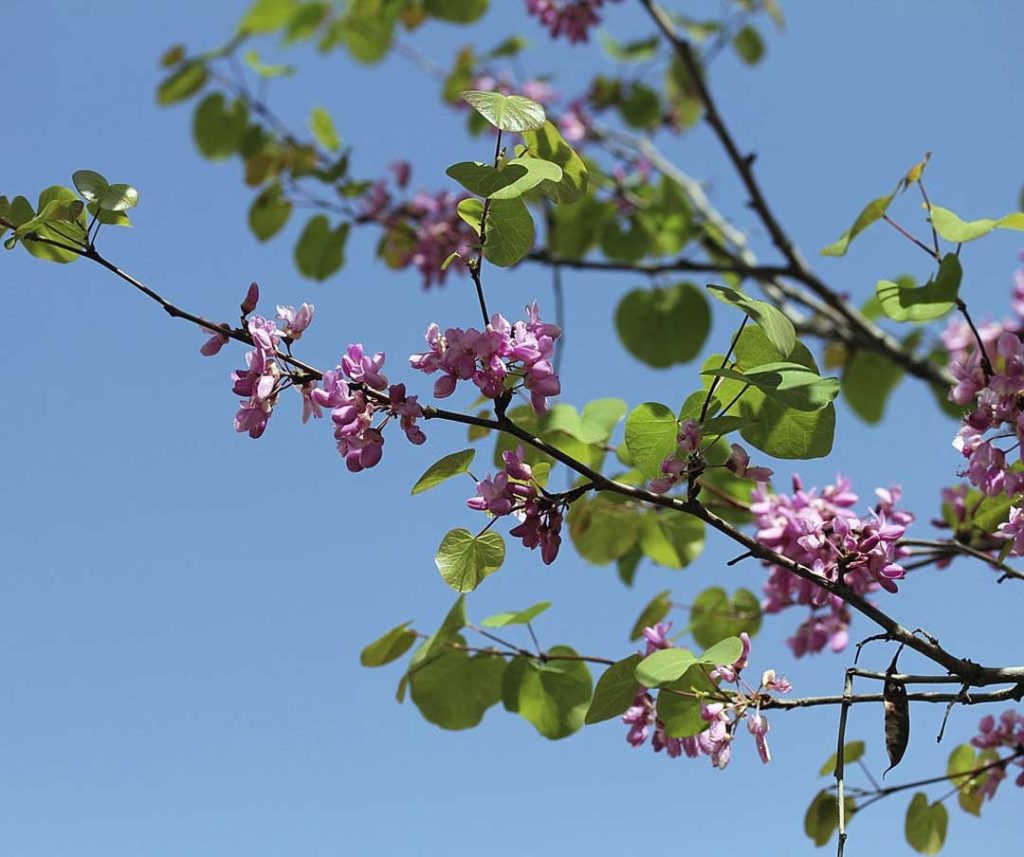 western redbud tree california