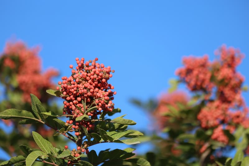 BRAZILIAN PEPPER TREE