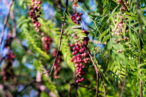 Schinus Molle fruits