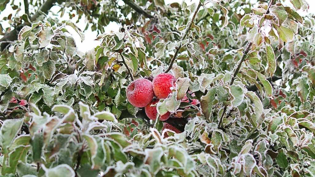 apple tree care in california winter