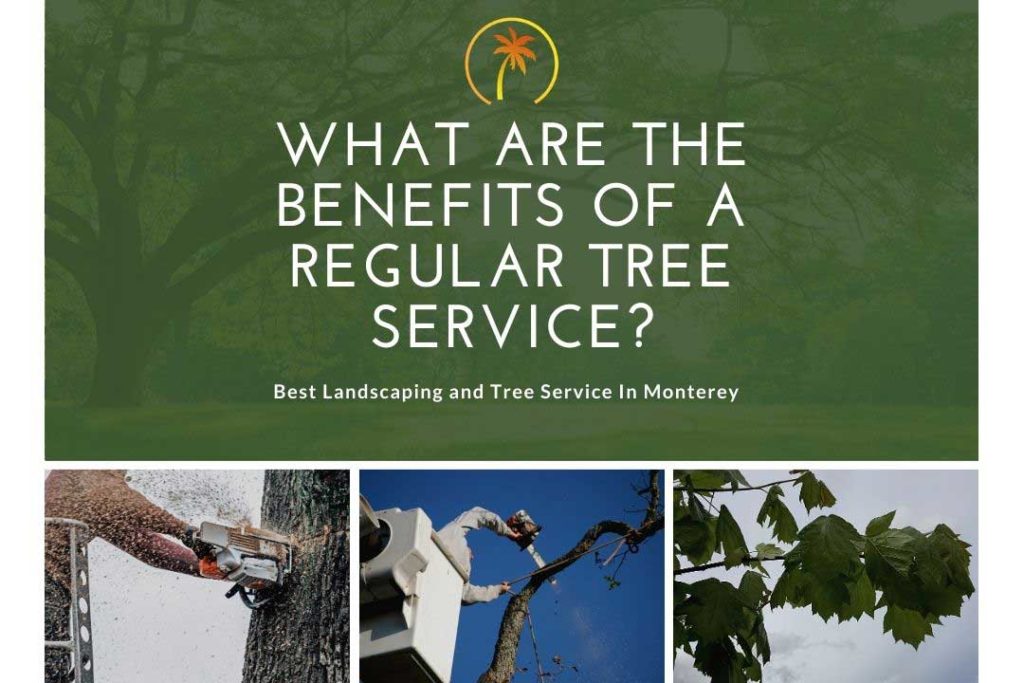 benefits of regular tree service