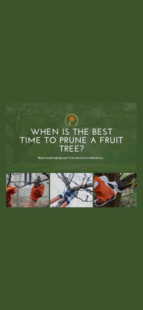 best time to plant fruit tree california home
