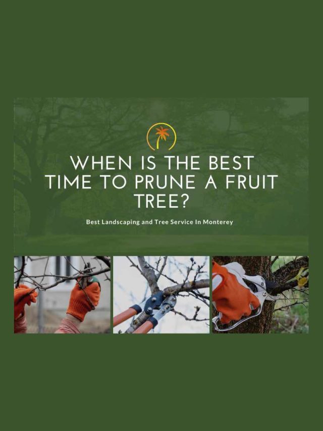 What Types of Fruit Trees Should I Plant at My California Home?