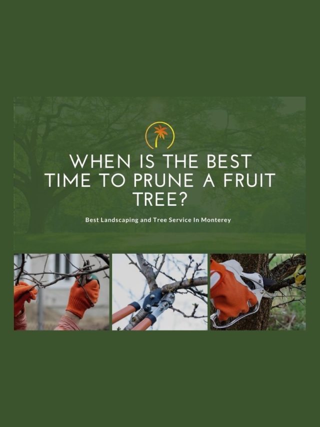 When to Prune a Fruit Tree