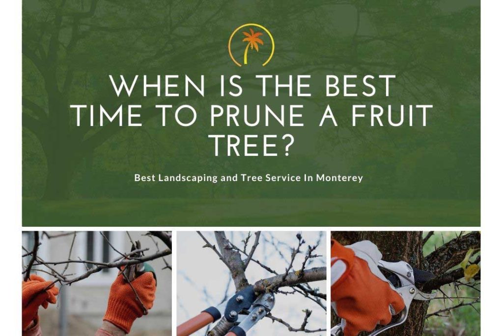 best time to prune fruit tree california