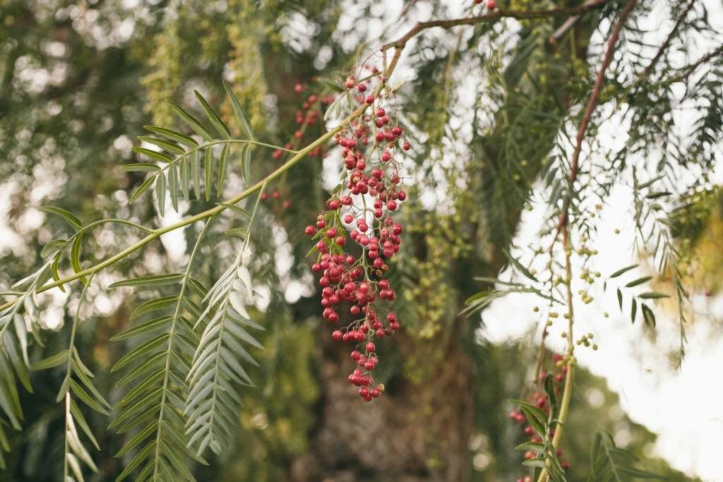 california pepper tree