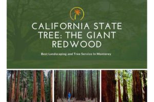 california state tree redwood