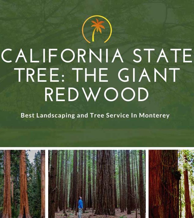 The Giant Redwood – California State Tree