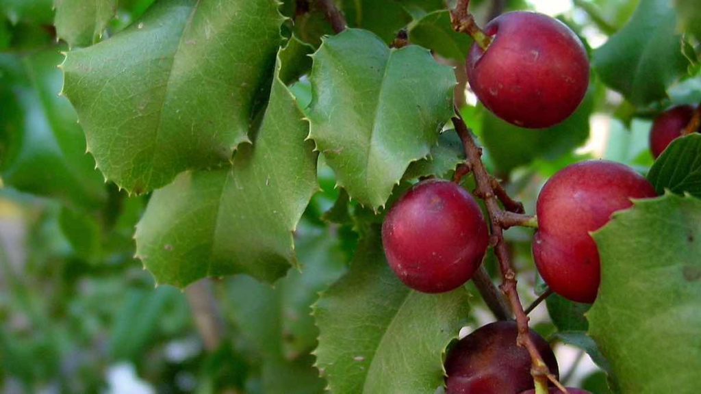 catalina cherry fruit tree in california