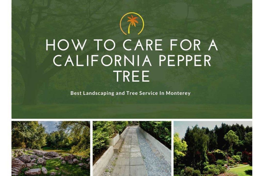 how to care for california pepper tree
