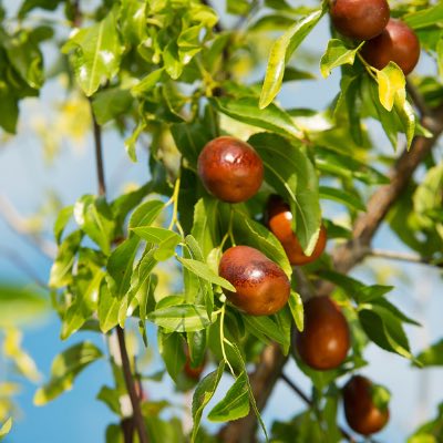 jujube fruit tree california