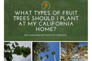 kind of trees plant california home