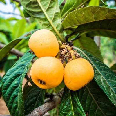 loquat fruit tree california