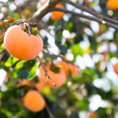 permission fruit tree california