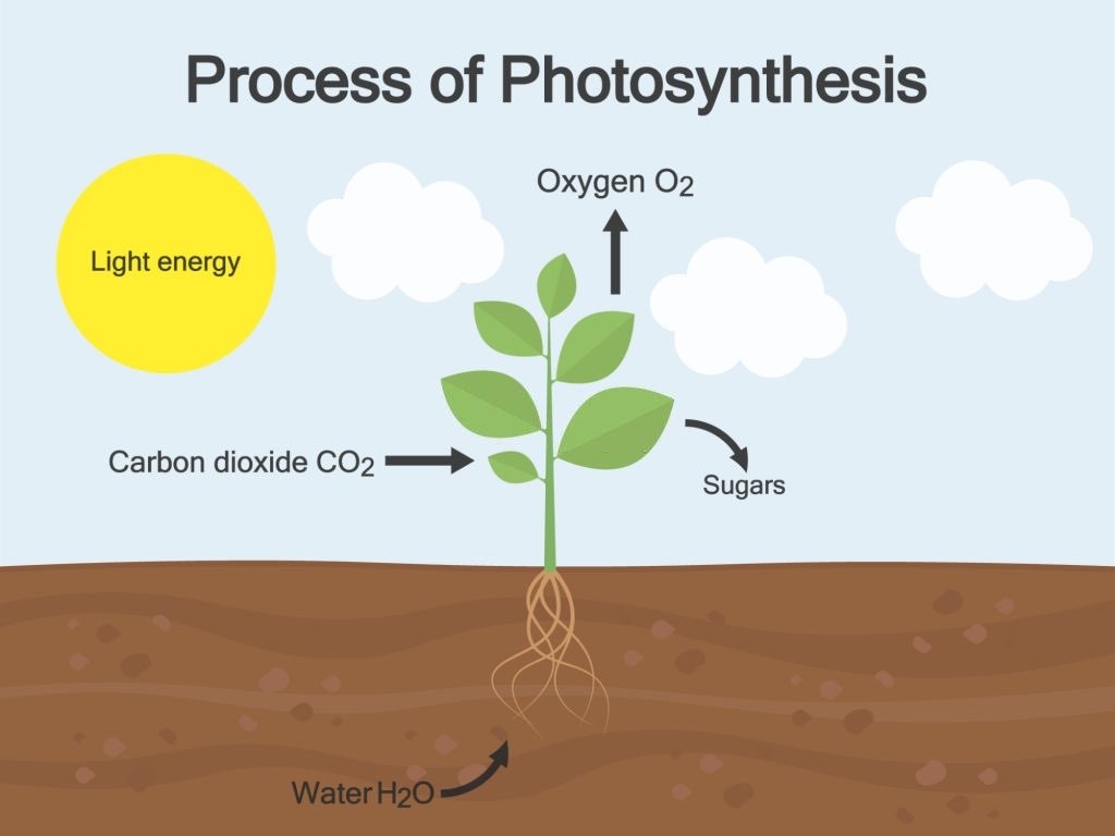 photosynthesis works pruning fruit trees