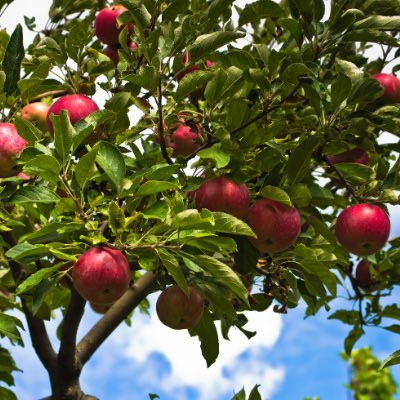 planting apple tree california