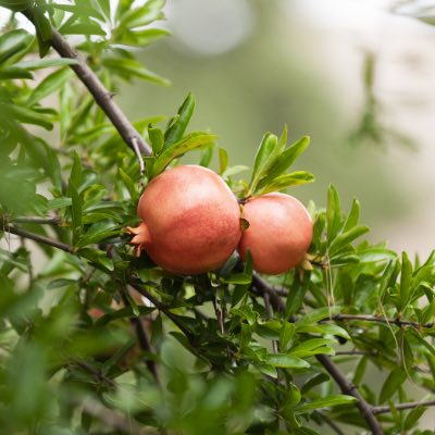 pomegranite tree california