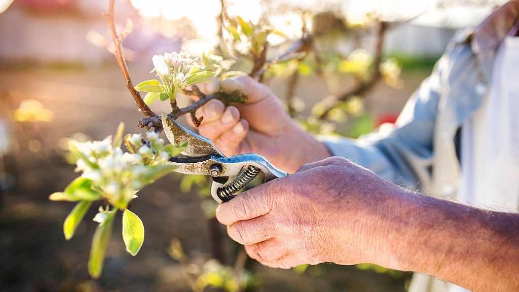 professional fruit tree pruning california