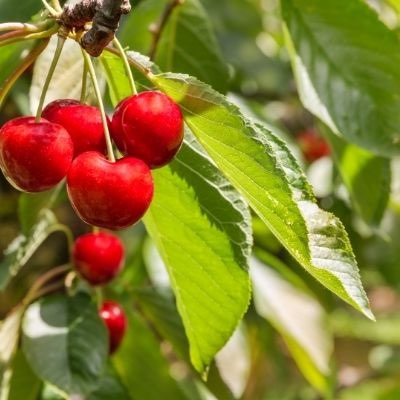 prune cherry trees summer california