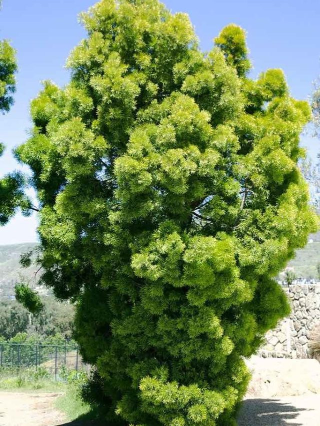 How to Care for a California Pepper Tree