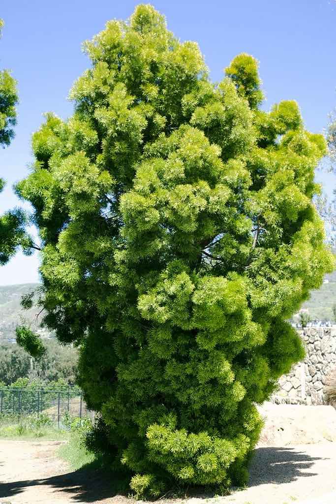 pruning california pepper tree height
