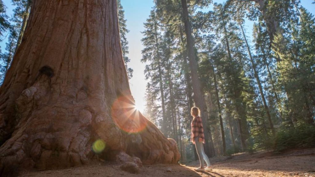 tall california redwood sequoia trees