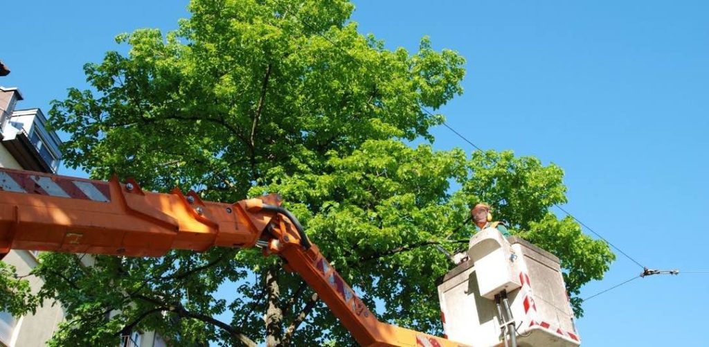 tree trimming service monterey california