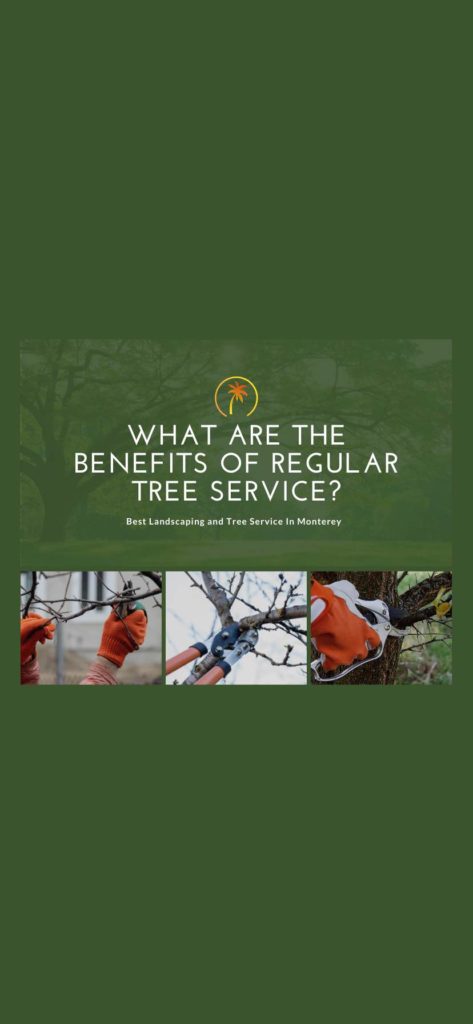 what are the benefits of regular tree service