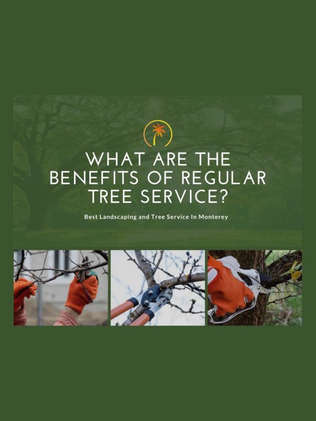 What Are The Benefits of Regular Tree Service