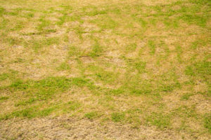 Why Is My Grass Turning Yellow