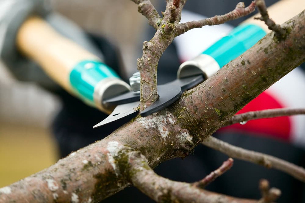 A person with gloves trims a tree branch.
