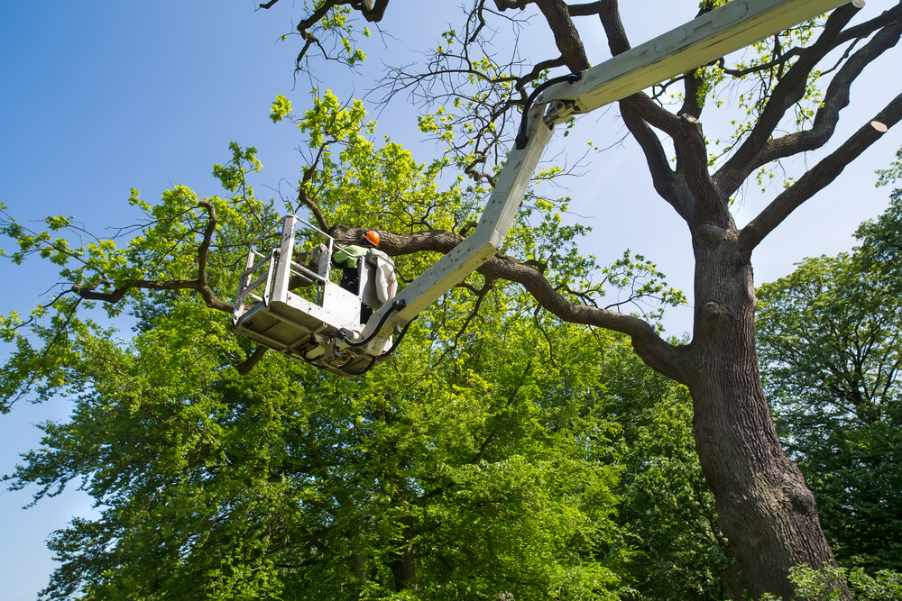what is tree service