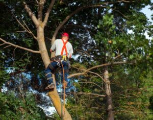 how much does tree service cost