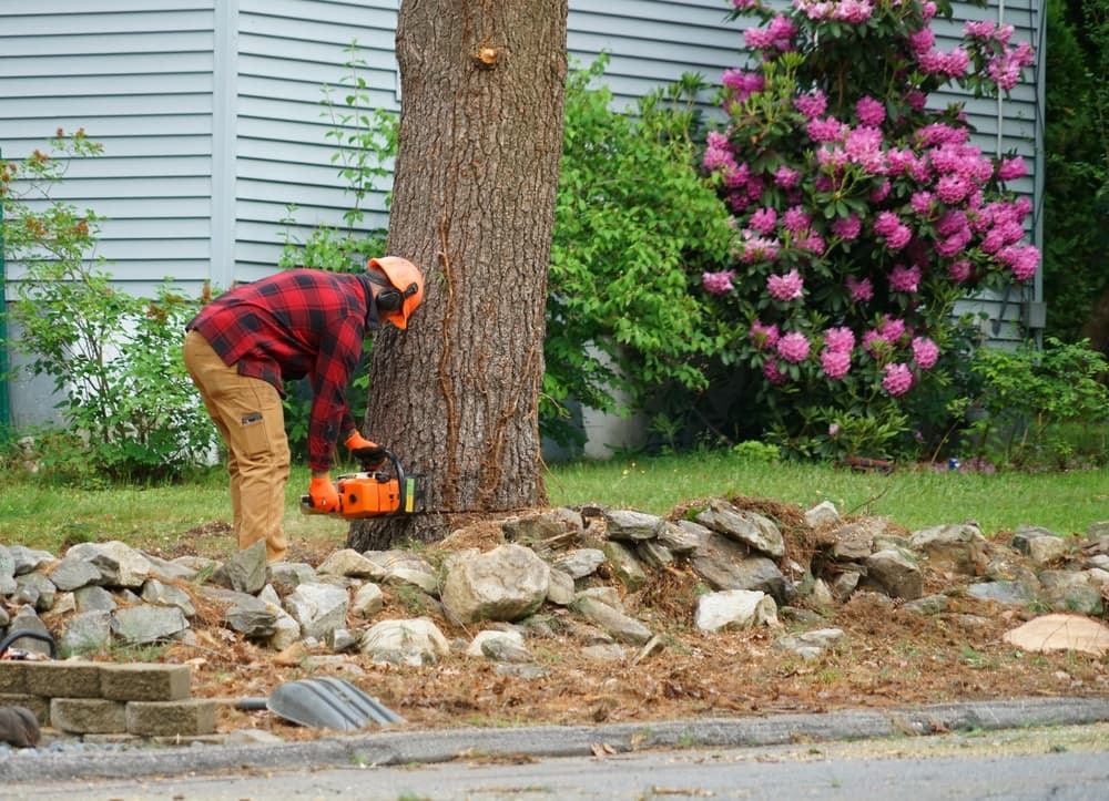 how to choose a tree removal company